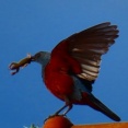 爬虫類について