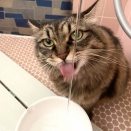 【猫写真】水が平気なマロちゃん