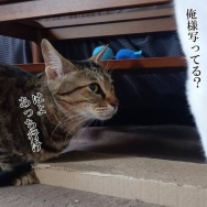 息子だけ連休明けてました。と、ブルーグレーの水面石つくりました。
