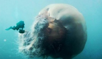 【閲覧注意】化け物、UMA、巨大生物の画像はってけ