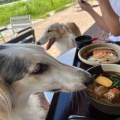 涼しいひるがの。
