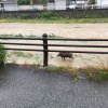 京都鴨川、大雨で天然の動物園になるｗｗｗｗｗｗｗｗ 	