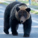 人を襲うヒグマの4割が「仕留め損ないの個体」