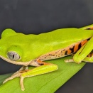 暑いですがカエルの新着さん！！！