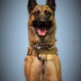 『炎天下で救助活動していた警察犬アミーゴの死』の画像