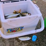 淡路島の西浦へようこそ！