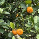 おいしいクヮーサー！