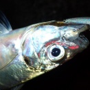 シラスミノー48リップレスLSPでメバル・アジ爆釣インプレ─最強寒波・強風下の水面直下ドリフトアジング