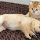 めっちゃ面白い！子猫は眠っている子犬が死んだと疑い、とても不安に思っていました。かわいい動物たち