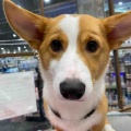 仔犬ちゃんシャンプー🐶