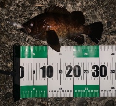 ズィークイッド105Fで良型メバル連発！尺メバル‼️