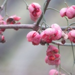治水緑地の野鳥日記