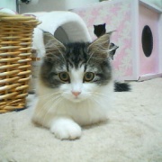 ネットで一目惚れしてすぐに会いに行った猫（21年前）