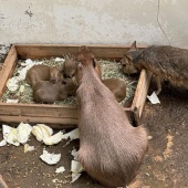 カピバラ