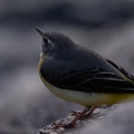 公園の野鳥 in 神戸