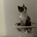 いたずら小僧のフランキ坊や