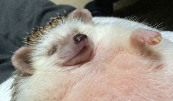 【動画】お腹を撫でられて昇天しかけのハリネズミが話題に