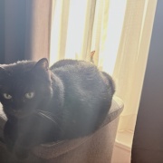 7年ぶりに出番が来た猫用ブラシ