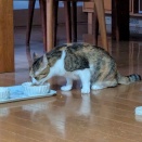 はるちゃん