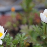 『天界の秘密である植物界の表象』の画像