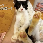 解明されない謎黄ばみ…