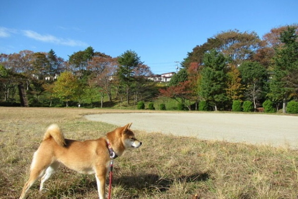 柴犬モコモコ日記 19年11月