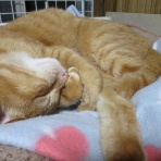 だいちゃんとはなちゃんの猫日記