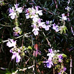 つれづれげえ日記