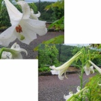 花想い（花日記）