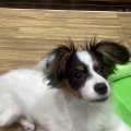 新入生の紹介🐶