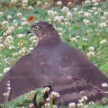 獲物を捕ったツミ（雀鷹）を撮る🦅📸（太田市）