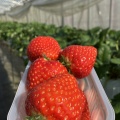 近くて遠いいちご狩り