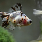 我が家のなにげない事　別館金魚