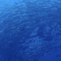 �鳤�������ӥ󥰡���ή����ˤ��ä����