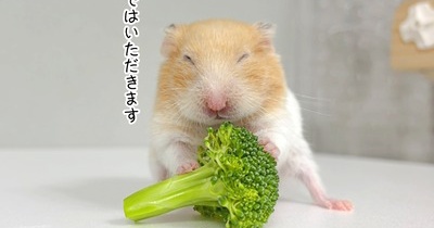 今日のプリン(11/7追記)