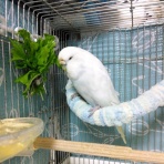 PBFDそらちゃんと☆あむしろインコ日記☆