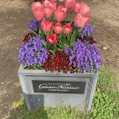 🌸🌷本郷公園🌸🌷