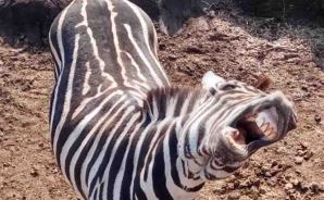 "ハプニング大魔王"の呪いとは？