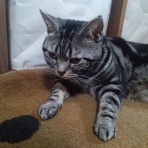 ﾈｺﾁｬﾝのﾆﾝｹﾞﾝ育成日記