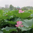 上野公園不忍池の蓮＆久々に丸亀製麺