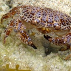 【悲報】フード系女性インフルエンサーさん、猛毒の「デビルクラブ」を食べて死亡