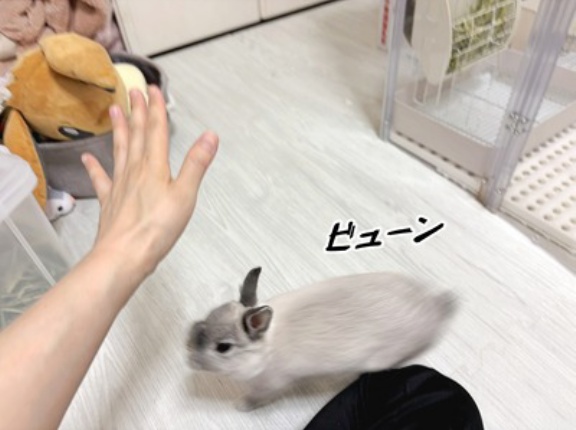 うさぎのルリ(1/19追記)