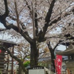 小林玲子の善光寺表参道日記