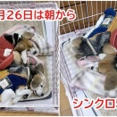 11月下旬を四日進むぜ