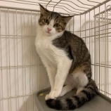 『【猫】先日ご紹介した子猫の兄弟を受け入れました』の画像