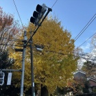 『2025/12/8 石神井公園で紅葉狩り』の画像