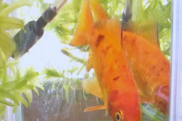 出来たをさがそ 金魚