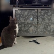 テレビが好きな猫と薬を飲まされるのが嫌いな猫