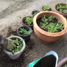 草取りの翁の楽しみ