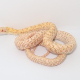 『ナミヘビいろいろ~アオダイショウ、ガーター、シシバナなど！！』の画像